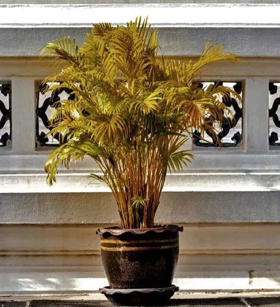 Areca palm plant benefits