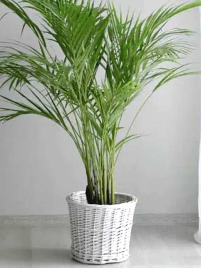 5 Amazing Areca palm plant benefits & facts.