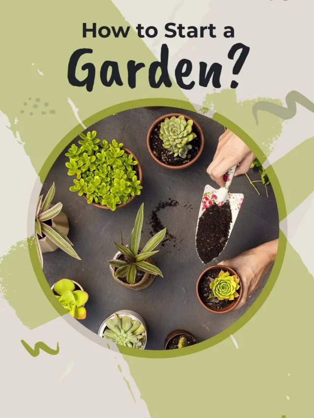 How to start a Garden