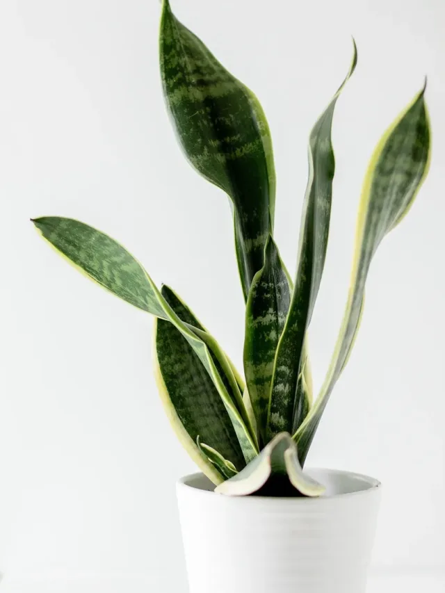 5 Remarkable Benefits with Snake Plant