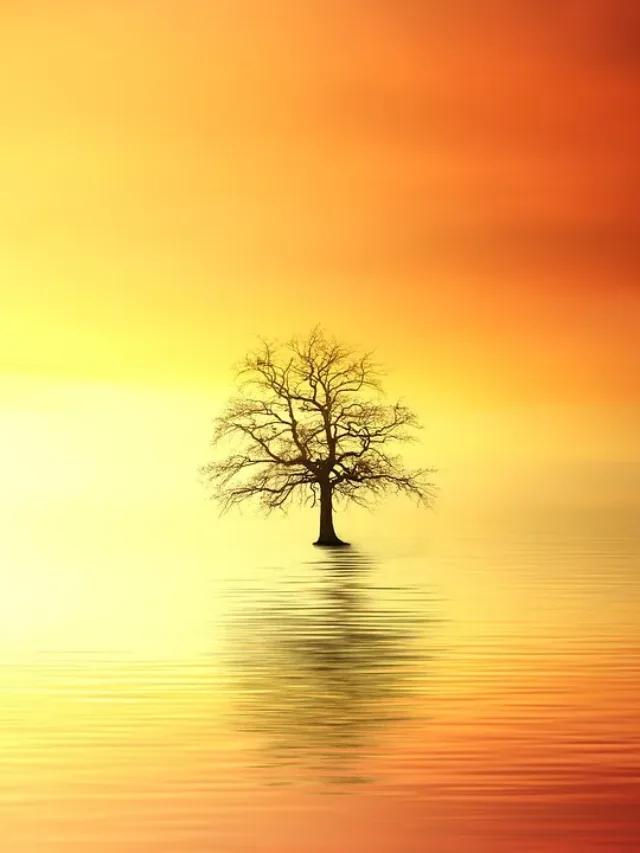 कप्लवृक्ष अद्भुत वृक्ष 🌳 Tree Of Heaven